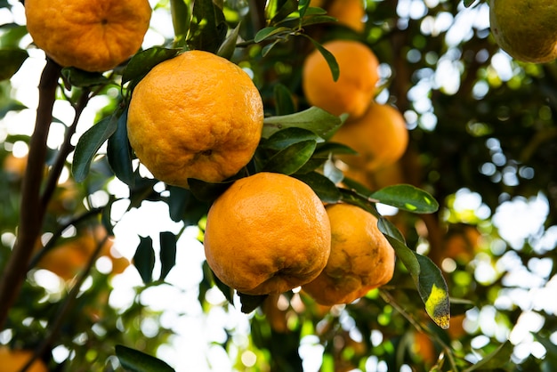 Ponkan mandarinas en la rama de un árbol