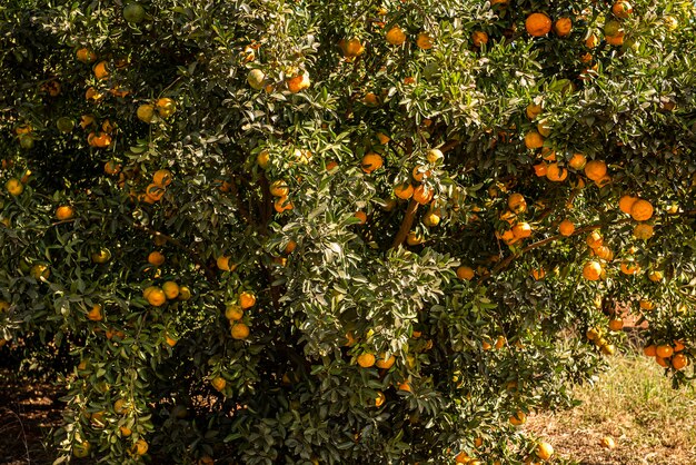 Foto ponkan, un tipo de mandarina. foto de árbol, plantación.