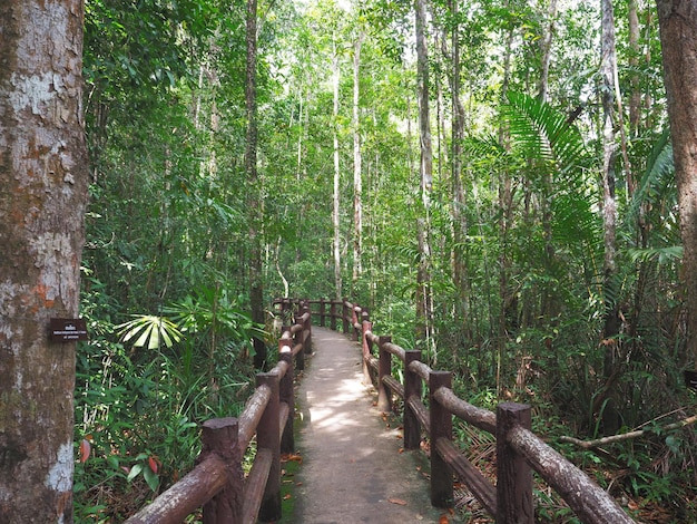 Ponte antiga na floresta profunda