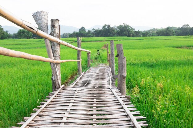 Ponte de bambu no campo de arroz verde