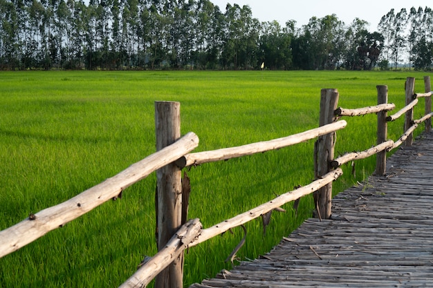 Ponte de bambu que se estende nos campos de arroz