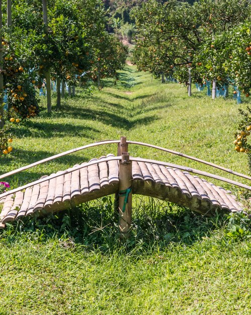 Ponte de bambu