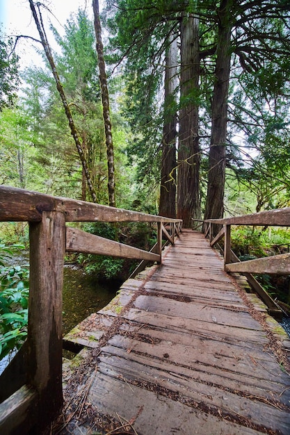 Ponte de caminhada de madeira rústica simples na floresta