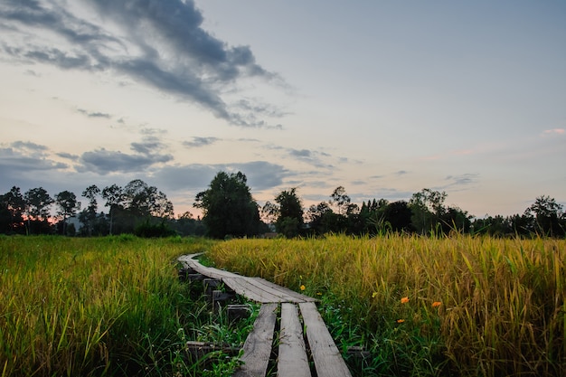 Ponte de madeira 100 anos velha, khok grachai, khon buri em nakhon ratchasima em tailândia.