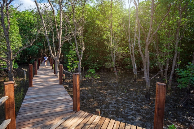 Ponte de madeira caminho a pé no mangue da floresta