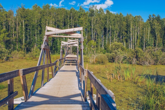 Ponte de madeira da floresta pitoresca através do pântano coberto de vegetação. Foto de estoque de campo de pastagem verde. Rússia, Moscow.