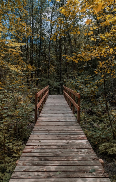 Ponte de madeira entre árvores na floresta