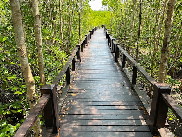 Ponte de madeira fechada no meio da floresta de mangue Petchaburi Tailândia