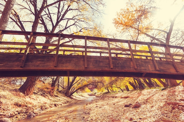 Ponte de madeira incrível na floresta de outono