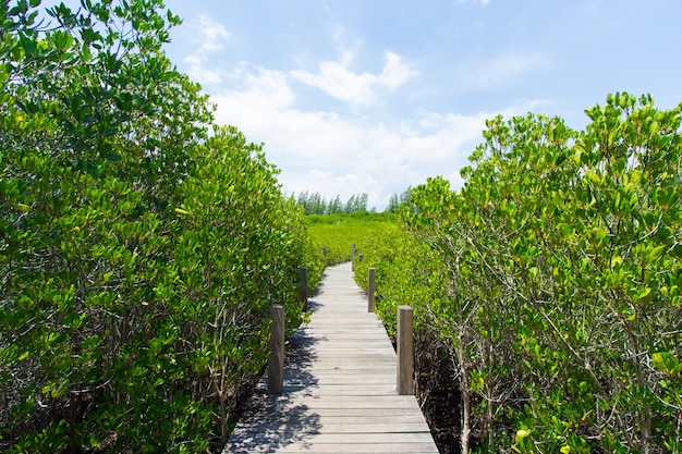 Ponte de madeira longa na floresta dourada de manguezais