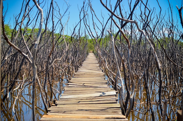 Ponte de madeira no pântano dos manguezais, praia de avellanas, costa rica.