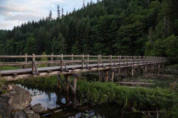 Ponte de madeira sobre água pantanosa cheia de folhas e grama