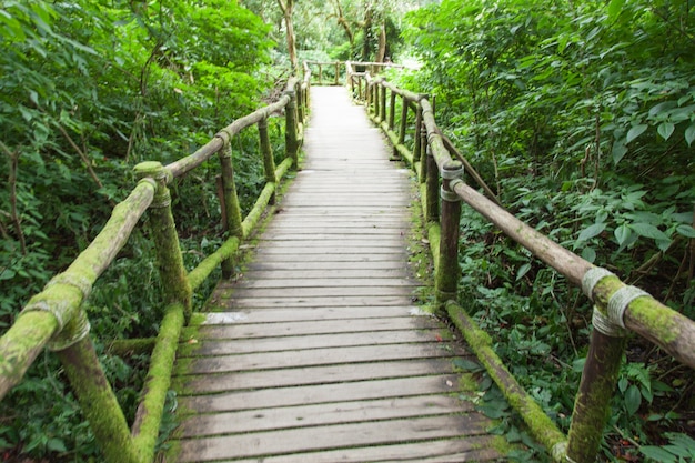 Ponte de madeira