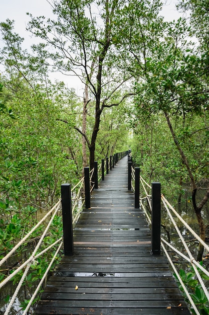 Ponte de passagem panorâmica Manguezal.