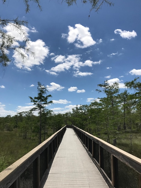 Ponte de pedestres ao longo de plantas e árvores contra o céu