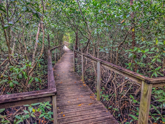 Foto ponte de pedestres no meio das árvores na floresta