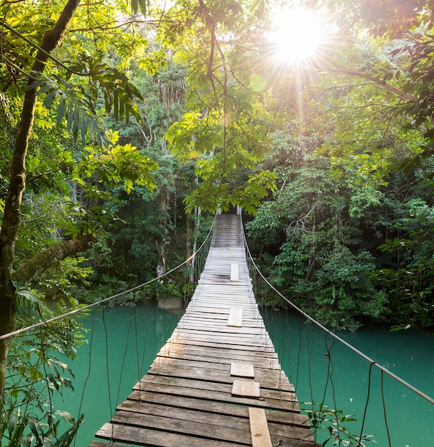 Foto ponte de pedestres no meio das árvores na floresta