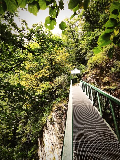 Ponte de pedestres no meio das árvores