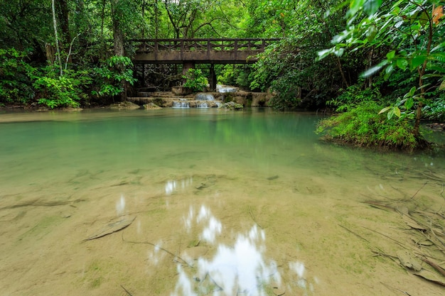 ponte e riacho na floresta