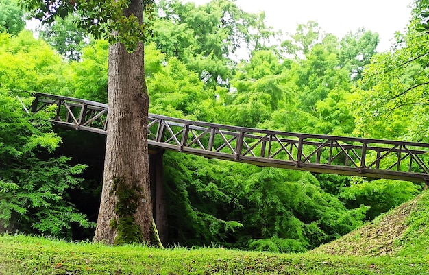 Ponte ferroviária de madeira no parque verdes suculentos cores brilhantes fabulosas