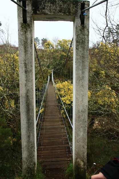 Foto ponte na floresta contra o céu