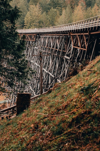 Foto ponte na floresta