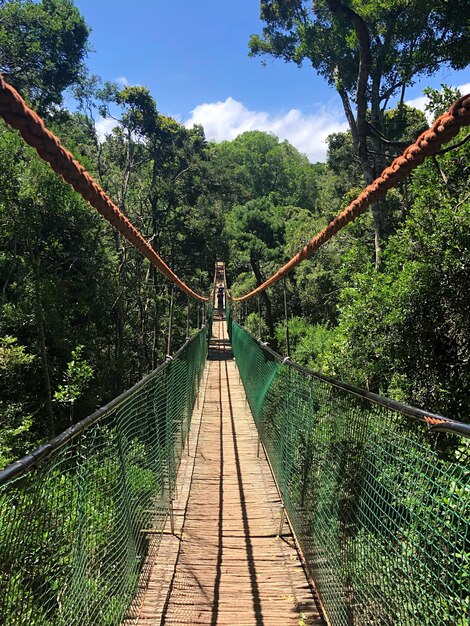 Foto ponte na floresta