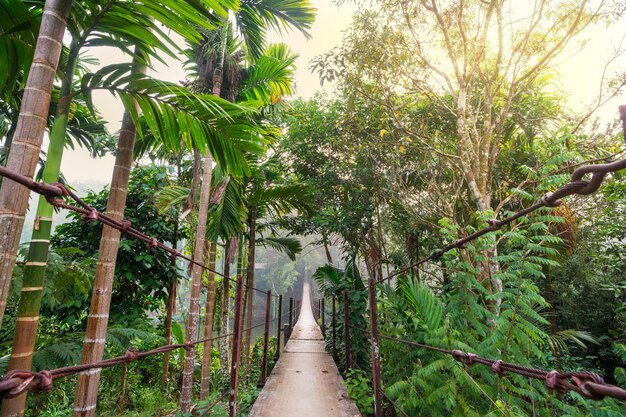 Foto ponte na selva.