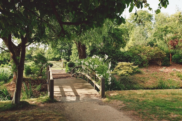 Ponte para pedestres entre árvores e plantas