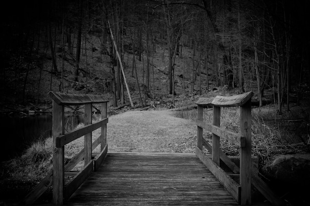 Foto ponte pedonal na floresta