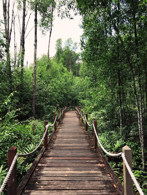 Ponte pedonal na floresta