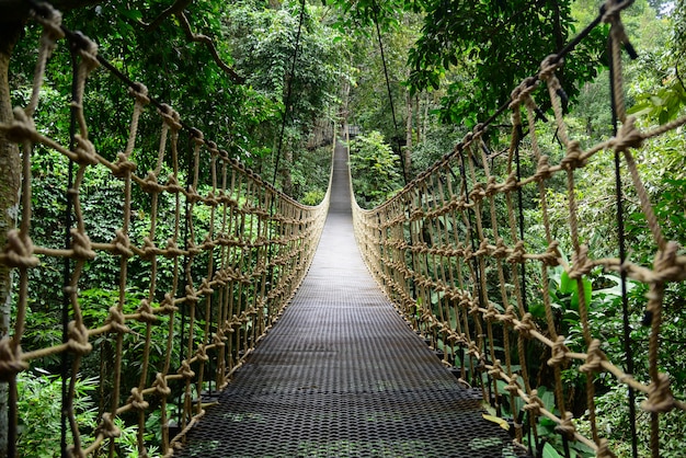 Ponte Rainforest Ponte suspensa, atravessando o rio, transporte na floresta