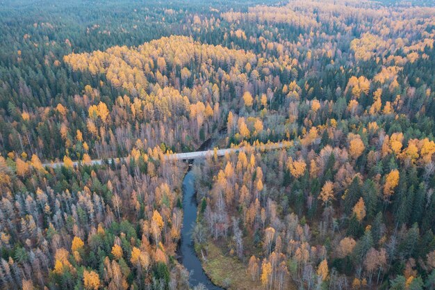 Ponte rodoviária sobre o rio em uma bela floresta de outono no norte com lariços amarelos