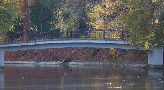 ponte sobre o rio no parque outono