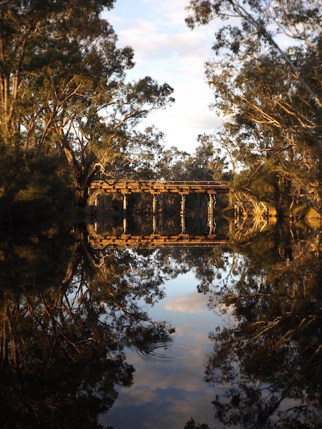 Foto ponte sobre um rio calmo no meio das árvores