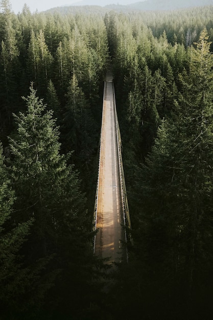 Ponte sobre um rio em uma floresta