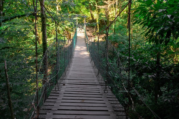 Ponte suspensa de madeira na floresta, selva.