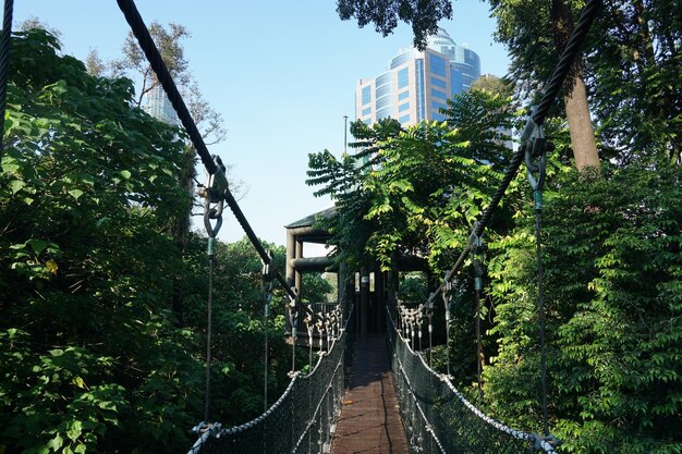 Foto ponte suspensa no parque