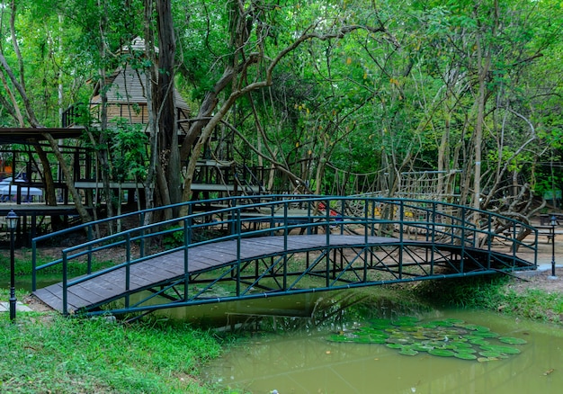 Ponte verde na floresta