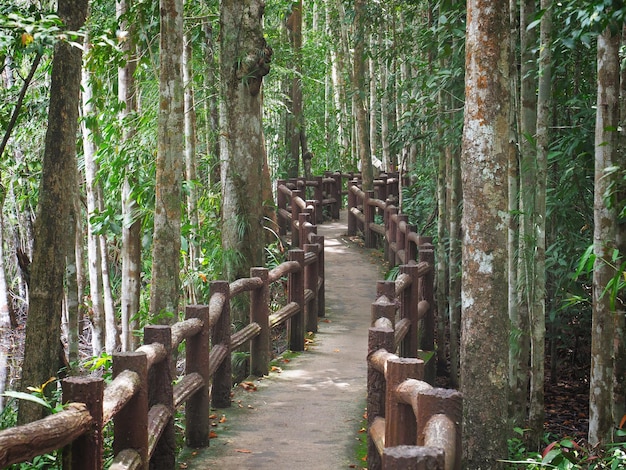 Ponte vintage na floresta profunda