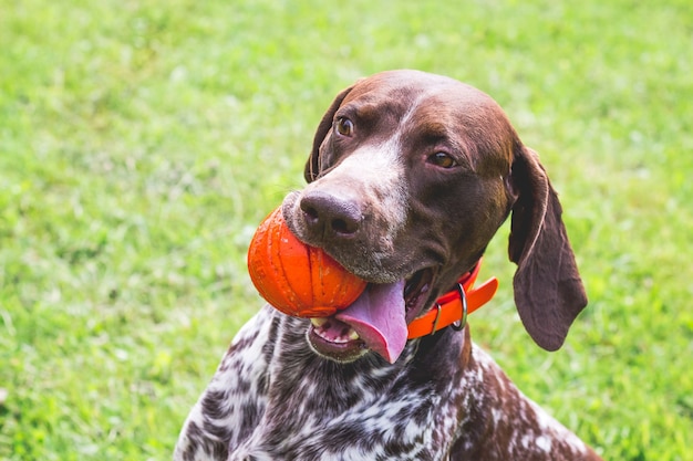 Ponteiro de pêlo curto alemão, kurtshaar alemão com uma bola vermelha na boca. Close do retrato de um cachorro