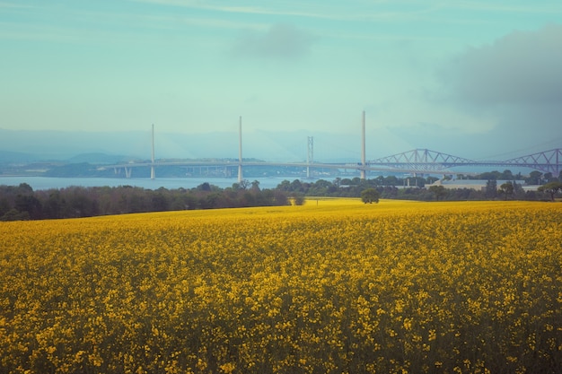 Pontes sobre a baía do mar e um campo de flores amarelas em primeiro plano para a ponte da estrada e rainha ...