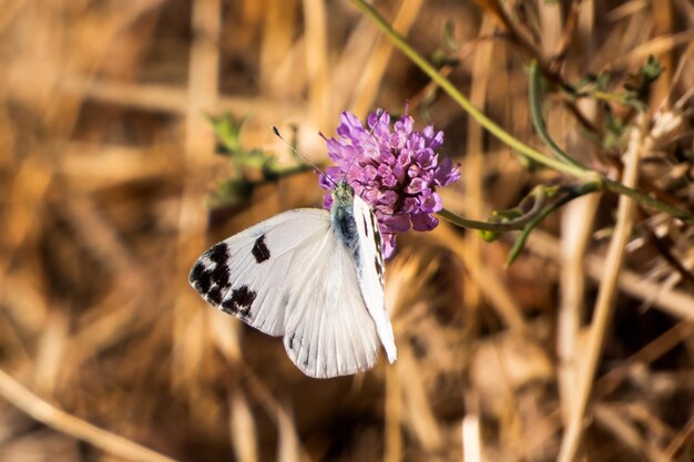 Foto pontia daplidice el baño blanco es una pequeña mariposa de la familia pieridae los amarillos y blancos