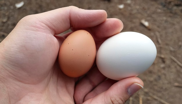 Ponto de interesse penas de galinha coladas em ovo à mão