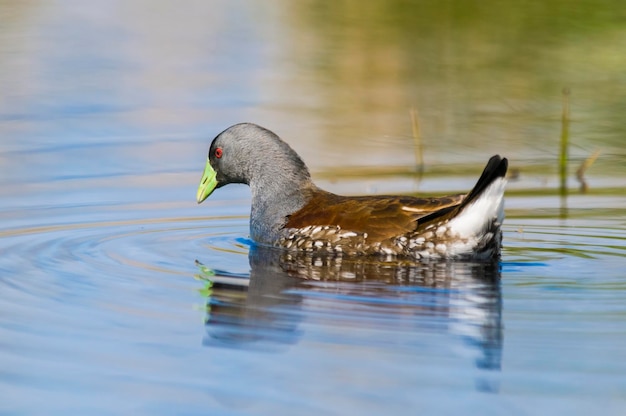 Ponto flanqueado Gallinule La Pampa Província Patagônia Argentina