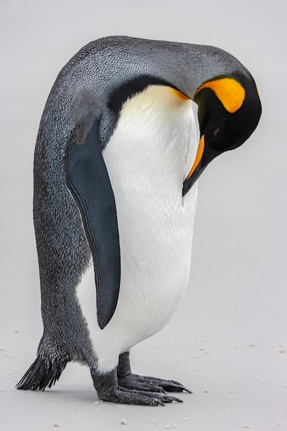 Ponto Voluntário do Pinguim Rei Ilhas Malvinas
