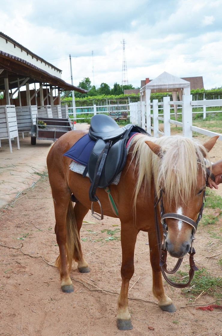 Foto pony caballo enano o caballo en miniatura en puesto de caja estable de granja de animales