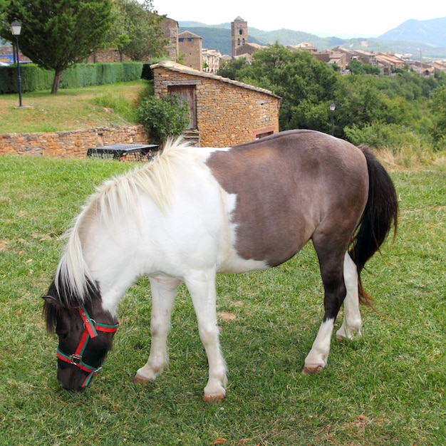 Pony caballo pastando pradera en Ainsa Pirineos