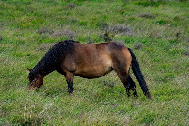 Pony de Exmoor