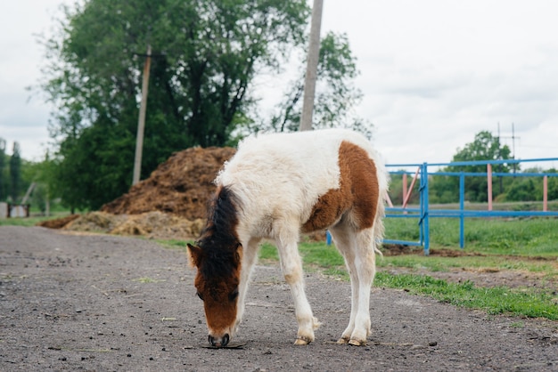 Pony hermoso y joven caminando en el rancho. Ganadería y cría de caballos.